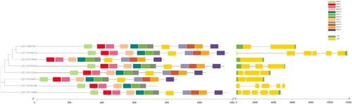 Figure 4. Distribution of conserved motif of CslD protein in D. catenatum.