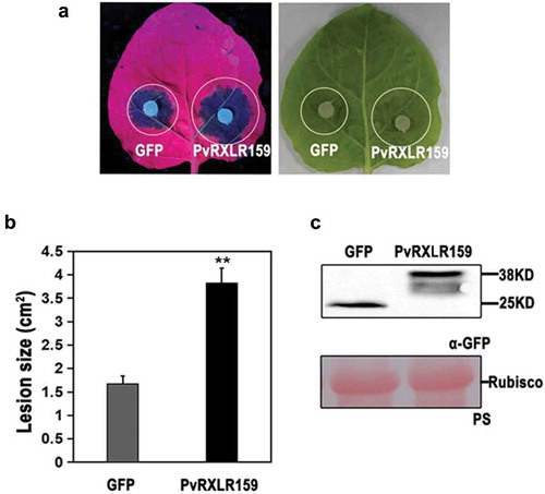 Figure 4. PvRXLR159 suppresses N. benthamiana resistance to P. capsici.PvRXLR159-GFP and GFP were transiently expressed in N. benthamiana. Leaves were detached at 48 h, followed by inoculation with P. capsici. Images of typical symptoms were taken at 3 days after inoculated with P. capsici as shown in A. Quantification of lesion size in A was shown in B. Error bars represent the standard errors from three biological replicates. Asterisks represent significant differences from GFP (**P < .01, Student’s t-test). Expression of PvRXLR159-GFP was checked by western blot as shown in C. PS, Ponceau S staining.