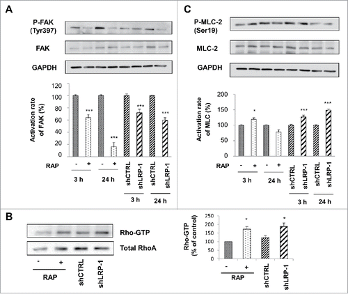 Figure 4. FAK and MLC-2 Phosphorylation and Rho activation are LRP-1 dependent in 3D matrix. Wild-type FTC-133 (treated with or without RAP) and clonal cells (shCTRL and shLRP-1) were seeded in 3D collagen matrix for 3 h and 24 h. Whole-cell extracts were subjected to Western-blot analysis to evaluate the level of FAK activation (A) and the phosphorylation of MLC-2 (B). The respective phosphorylation rates of FAK (A) and MLC-2 (B) were determined as intensity ratios of phospho-protein to corresponding pan-protein and expressed in relative units +/− SD, with a value of 100% ascribed to wild-type cells (right panels). GAPDH antibody was used as a loading control. (C) Cell lysates were incubated with GST-RBD beads. The bound RhoA was detected with a monoclonal anti-RhoA antibody (Top). The relative amount of total RhoA in the cell lysates were assessed by using a monoclonal antibody against RhoA (Bottom). Quantitative analysis of the GTP-RhoA associated with RBD beads was obtained by densitometry. The amount of RhoA bound to RBD was normalized to the RhoA content of cell extracts. *, P<0.05; ***, P < 0.001.