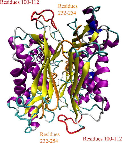 Figure 1. The structure of E. coli methionine adenosyltransferase homodimer (1FUG) with the flexible gating loops shown in red and the active site residues in orange. The structure visualization was achieved with VMD.
