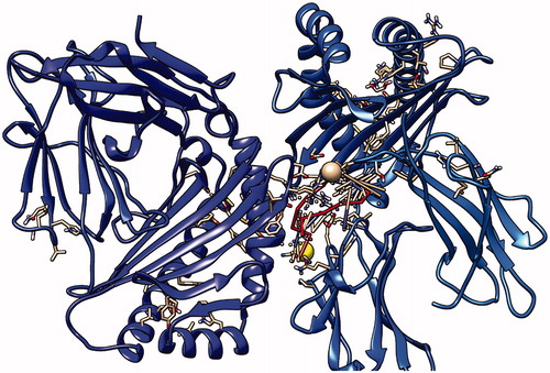 Figure 15. Third peptide KMLLFSGRRLWRFDV docking with HLA-A*0201, showing the position with the least energy exposure (−8.8). Blue color indicates MHC protein, while white and red color represents the binding peptide. The docking was done using AutoDock Vina and visualized using Chimera version 1.14.