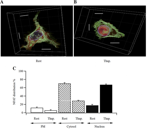 FIG 8 NFAT redistribution following stimulation in 3D-reconstruction of Z-slices spanning the entire cell. (A) Image shows a resting, non-stimulated cell. (B) A cell after stimulation with thapsigargin is shown. Scale bars are all 10 μm. (C) Aggregate data are compared for the different cellular compartments (cell periphery, cytosol and nucleus). Rest versus thapsigargin was significantly different in all 3 groups (P < 0.05 for PM, P < 0.001 for Cytosol and for Nucleus).