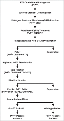 Figure 6 Schematic diagram of prion purification and immunization strategy. An outline of steps involved in prion purification from brain homogenate to immunization of Prnp0/0/Balbc/J and wild-type Balbc/J mice with purified PrPSc (PrPSc DRM-PK-PTA-G100-PTA).