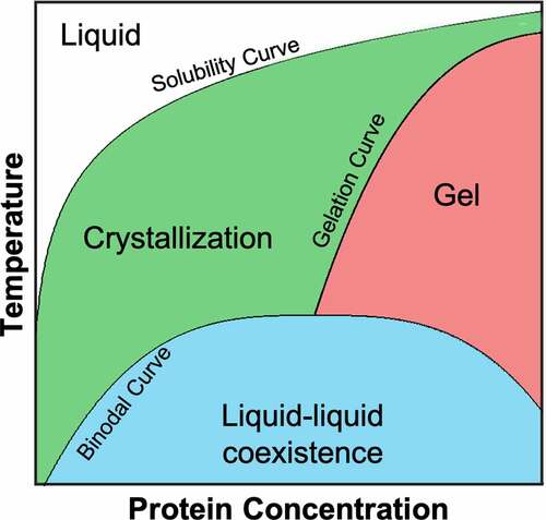Figure 3. Generic phase diagram for globular proteins adapted from Muschol and Rosenberger.Citation166 The regions below the solubility curve (i.e., the gel and liquid-liquid coexistence regions) are metastable with respect to crystallization. The liquid-liquid coexistence region, bounded by the binodal curve, corresponds to the thermodynamic state where the solution separates into protein-rich and protein-poor phases. The gelation curve indicates the boundary for the formation of an arrested state. For any protein, the relative position between the solubility, binodal and gelation curves depends on both the protein sequence and solution conditions. Redrawn from Ref. 166.