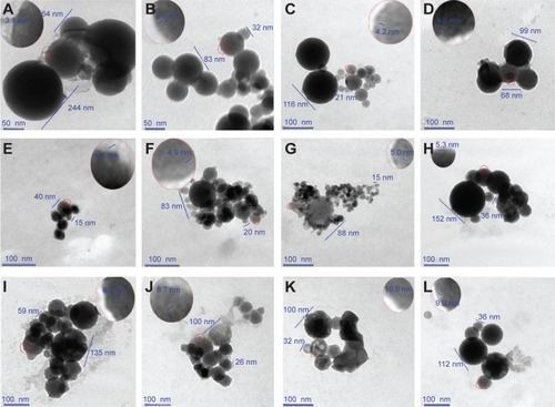 Figure 8 In pH 7.4 buffer, Cu2+-FS formed nanoparticles having pores on their surfaces.Notes: (A) The scale bar represents 50 nm. The nanoparticles (0.015 nM) were 64–244 nm in diameter, with the pores of 3.1 nm on the locally enlarged surface. (B) The scale bar represents 50 nm. The nanoparticles (0.015 nM) were 32–83 nm in diameter, with pores of 3.1 nm on the locally enlarged surface. (C) The scale bar represents 100 nm. The nanoparticles were 21–116 nm in diameter, with pores of 4.2 nm on the locally enlarged surface. (D) The scale bar represents 100 nm. The nanoparticles were 68–99 nm in diameter, with pores of 4.2 nm on the locally enlarged surface. (E) The scale bar represents 100 nm. The nanoparticles (1.5×102 nM) were 15–40 nm in diameter, with pores of 4.5 nm on the locally enlarged surface. (F) The scale bar represents 100 nm. The nanoparticles (1.5×102 nM) were 20–83 nm in diameter, with pores of 4.9 nm on the locally enlarged surface. (G) The scale bar represents 100 nm. The nanoparticles (1.5×103 nM) were 15–88 nm in diameter, with pores of 5.0 nm on the locally enlarged surface. (H) The scale bar represents 100 nm. The nanoparticles (1.5×103 nM) were 36–152 nm in diameter, with pores of 5.3 nm on the locally enlarged surface. (I) The scale bar represents 100 nm. The nanoparticles (1.5×106 nM) were 59–135 nm in diameter, with pores of 8.3 nm on the locally enlarged surface. (J) The scale bar represents 100 nm. The nanoparticles (1.5×106 nM) were 26–100 nm in diameter, with pores of 8.7 nm on the locally enlarged surface. (K) The scale bar represents 100 nm. The nanoparticles (1.5×108 nM) were 32–100 nm in diameter, with pores of 9.0 nm on the locally enlarged surface. (L) The scale bar represents 100 nm. The nanoparticles (1.5×108 nM) were 36–112 nm in diameter, with pores of 10.0 nm on the locally enlarged surface.Abbreviation: Cu2+-FS, Cu2+-Arg-Gly-Asp-Phe-Arg-Gly-Asp-Ser.