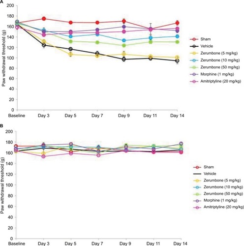 Figure 6 Effect of treatments on the (A) ipsilateral and (B) contralateral paw withdrawal threshold toward mechanical hyperalgesia as tested with Randall–Selitto in CCI and sham mice.