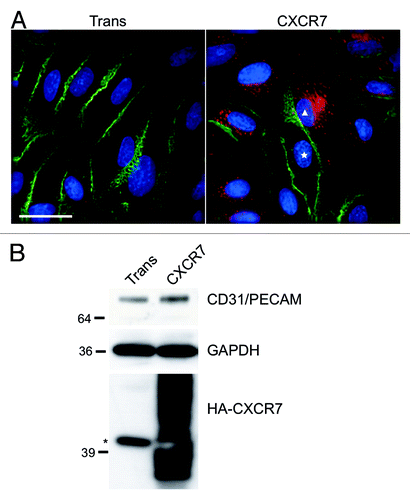 Figure 1. CXCR7 expression results in removal of CD31/PECAM-1 from cell-cell junctions. pLEC were infected with Trans or Trans+CXCR7. (A) At 20 h post-infection cultures were fixed and stained by IFA for PECAM-1 (green), CXCR7 (red), and DAPI. The white star marks the nucleus of an internal control CXCR7 negative cell in contrast to CXCR7+ cell denoted by white triangle. Scale bar is 30 µm. (B) Identical cultures were lysed and analyzed by western blot for GAPDH and CD31/PECAM. Data are representative of three replicate experiments. Membranes were then reprobed for HA to verify adenovirus transduction efficiency. The star (*) denotes a non-specific band commonly detected by HA antibody in pLEC lysates. As with many proteins containing multiple transmembrane domains, HA-CXCR7 in boiled lysates appears as a smear due to aggregation of the hydrophobic domains.