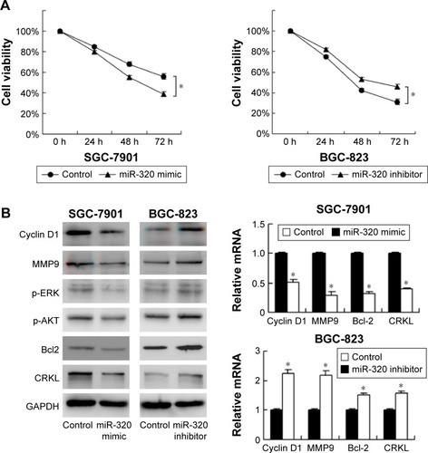 Figure 3 miR-320 inhibits 5-fluorouracil resistance and downregulates cyclin D1, MMP9, Bcl-2, p-ERK, p-AKT, and CRKL expression.