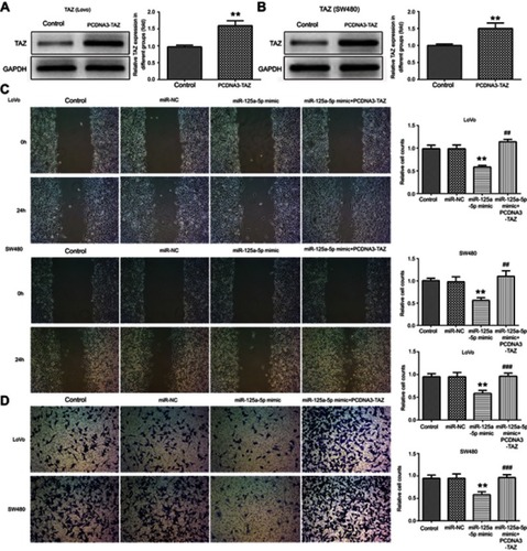 Figure 3 miR-125a-5p inhibits migration and invasion of CRC cells via directly targeting TAZ. Protein expression levels of TAZ in LoVo (A) and SW480 (B) cells transfected with miR-125a-5p mimic or mimic control were detected by Western blot. (C) Wound-healing assays were used to examine cell migration of LoVo and SW480 cells transfected with miR-NC, miR-125a-5p mimic or co-transfected with miR-125a-5p mimic and TAZ overexpression plasmids. (D) Transwell assays were used to examine cell invasion of LoVo and SW480 cells transfected with miR-NC, miR-125a-5p mimic or co-transfected with miR-125a-5p mimic and TAZ overexpression plasmids. Dates are expressed by mean ± standard deviation. **P<0.01, vs control. ##P<0.01, ###P<0.001 vs miR-125a-5p mimic.Abbreviations: miR-NC, microRNA mimic control; PCDNA3-TAZ, TAZ overexpression plasmids.