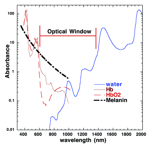 Figure 3. Absorption spectrum for major skin chromophores and the optical window. Light absorption in the skin is wavelength dependent. In the UV to near infrared portion of the spectrum, the predominant tissue chromophores are hemoglobin, melanin, and water. The absorption coefficients for both melanin and hemoglobin decline significantly after 600 nm and water does not increase significantly until after 1200 nm. This creates an “optical window” at red and near-IR wavelengths that maximizes penetration of light into the skin. Note that the 1064 nm NIR laser adjuvant is within the window whereas 510/578 or 532 nm pulsed laser adjuvants are not. Hb, hemoglobin; HbO2, oxygenated hemoglobin. Figure courtesy of Dr Michael Hamblin (Massachusetts General Hospital).