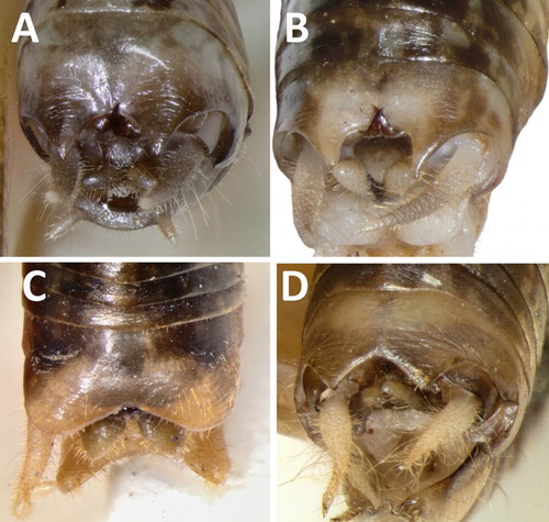 Figure 6. Male ninth abdominal tergites. Also visible are the falci, cerci and paraprocts. A, Hemiandrus maculifrons; B, Hemiandrus luna sp. nov.; C, Hemiandrus brucei sp. nov.; D, Hemiandrus nox sp. nov.