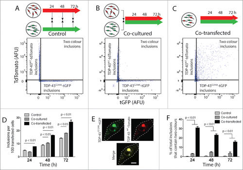 Figure 3. FloIT detects 2-color inclusions NSC-34 cell lysates. NSC‐34 transiently transfected with TDP-43WT-tdTomato or TDP-43G294A-tGFP were either mixed at the end of the incubation (A), or immediately following transfection (B). Alternatively, cells were co-transfected to express both fusion proteins (C). After incubation for either 24, 48 or 72 h cells were lysed and analyzed by FloIT. (A-C) Two-parameter, pseudo-color flow cytometry plots showing identification of inclusions containing TDP-43WT-tdTomato or TDP-43G294A-tGFP and inclusions containing both. (D) The total number of TDP-43WT-tdTomato inclusions including dual color inclusions were enumerated by FloIT and are shown as means ± SEM (n = 3). (E) Confocal microscopy of an NSC-34 cell with an inclusion containing both TDP-43WT-tdTomato and TDP-43G294A-tGFP. Dashed line represents cell border from transmission image. Scale bar 5 μm. (F) The percentage of TDP-43 inclusions formed in each treatment at time intervals that contained both TDP-43WT-tdTomato and TDP-43G294A-tGFP enumerated by FloIT are shown as means ± SEM (n = 3 independent experiments). Significant differences indicated with p value represent unpaired T-test comparisons between treatments indicated by line.