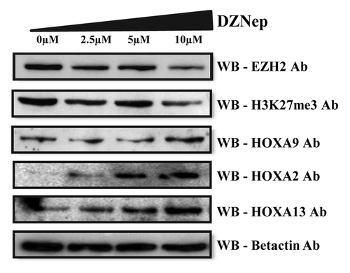 Figure 6. Re-expression of HOXA proteins after DZNep treatment. Western blot analysis of EZH2, H3K27me3, and HOXA proteins (HOXA2, HOXA9, and HOX13) levels in the Granta 519 cell line treated with increasing concentrations of DZNep ranging from 0–10 µM for 4 d. Beta actin levels are used as internal loading control.