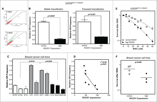 Figure 2. High levels of RAD51 decrease HR-frequency and sensitize cells to MMC. (A) Representative examples for I-SceI-induced recombination frequencies in U2OS cells. Cells were transfected with the I-Sce-I linearized pGC substrate (bottom) and monitored as the number of GFP positive cells by FACS analysis. Transfection without linearized plasmids served as control (top). (B) Relative HR-frequency in U2OS cells with normal and high RAD51 expression after stable (left) or transient (right) transfection of the GFP-reporter. For both experiments a high level of RAD51 was induced for 24 h before transfection and HR-frequencies were calculated 24 h later. Columns depict the percentage of recombination events and bars represent the standard deviation of at least 3 experiments. Statistical analyses were performed using Student's t-test. (C) Relative HR-frequency in breast cancer cell lines with low, normal and high RAD51 expression. Cells were transiently transfected and HR-frequencies were calculated 24 h after transfection. Symbols depict the percentage of recombination events and bars represent the standard deviation of at least 3 experiments. Statistical analyses were performed using Student's t-test. (D) Influence of RAD51 protein expression in different breast cancer cell lines on HR frequency. Data were taken from Figures 1B and 2C and fitted by linear regression analysis. (E) Cellular sensitivity to MMC in U2OS and (F) breast cancer cell lines. Exponentially growing cells were treated with increasing doses up to 60 nM MMC for 24h (U2OS) or with 1.5 µM (breast cancer cell lines) for 1 h and cellular sensitivity was monitored by colony formation. Data of at least 3 independent experiments were fitted by linear regression analysis (A) or statistical analysis was performed using Student's t-test (B).