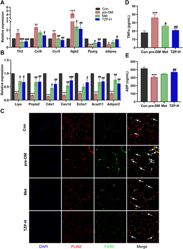 Figure 8 Effects of TZP on mRNA levels of inflammation- and catabolism-related DEGs and proteins. (A and B) RT-PCR validation of the specific DEGs (n = 5). (C) Images of EWAT stained by immunofluorescent staining in different groups (the arrow indicates the location of the crown-like structure). (D) serum Tumor Necrosis Factor-alpha (TNFα) level (n = 6); (E) serum adiponectin (ADP) level (n = 6). *p < 0.05, **p < 0.01, and ***p < 0.001 vs Con group; #p < 0.05, ##p < 0.01, ###p < 0.001 vs pre-DM group.