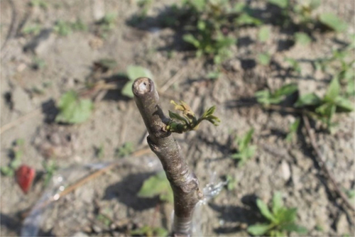 Figure 5. Bud-burst from the scion.