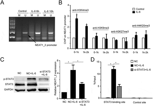 Figure 2. IL-6 promotes NEAT1 transcription through STAT3 and H3K4me3