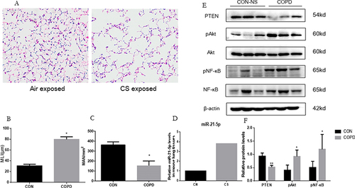 Figure 3 Increased miR-21 expression, reduced PTEN expression and following activation of Akt in lung from COPD mice. (A) Lung tissue of mice exposed to air and cigarette smoke (CS) analyzed via Hematoxylin-eosin staining, revealing tissue destruction and airway dilation (original magnification ×100). Bar: 200 μm. (B and C) Evaluation of lung architecture through Mean Linear Intercept (MLI) quantification and Emphysema assessment via Mean Alveolar Numbers (MAN). (D) Determination of miR-21 levels in lung tissue by quantitative Real-Time PCR (qRT-PCR). (E) Protein expression of PTEN, phosphorylated Akt (p-Akt), Akt, phosphorylated NF-κB (p-NF-κB), NF-κB assessed by Western Blot. (F) Band density quantified using ImageJ. Data presented as mean ± standard deviation, n = 3. Statistical analysis: *P < 0.05, **P < 0.01, via one-way ANOVA.