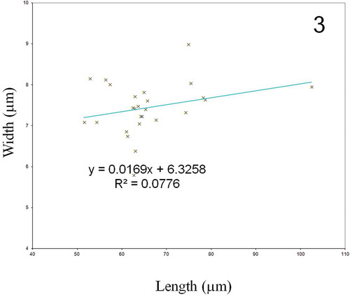 Fig. 3. Relationship between cell length and cell width in Haslea provincialis.