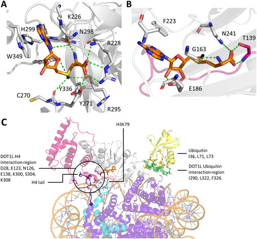 Figure 13. Different positioning of SAM in the cofactor binding sites of SET domain and 7BS PKMTs. A| In SET domain-containing PKMTs, SAM is positioned in a bent information, with the sugar ring hydroxyl groups solvent exposed (PDB 3F9W (Couture et al. Citation2008)). B| In the 7BS PKMT DOT1L, SAM is positioned in an extended conformation, with the nicotine amid ring solvent exposed (PDB 1NW3). C| DOT1L requires interaction with H2BK120ub1 (yellow) and the H4 tail (purple) for full catalytic efficiency (PDB 6NQA (Worden et al. Citation2019)). Shown are the residues of DOT1L (green, sticks) interacting with the ubiquitin (yellow, sticks), as well as the residues of DOT1L (white and magenta, stick) interacting with the H4 tail (purple, sticks). The H3 protein with the target K79 is shown as sticks in cyan, whereas the other histone proteins are colored purple.