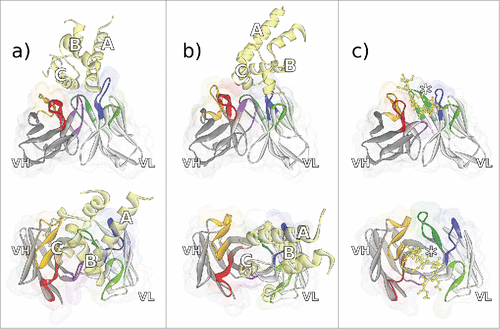 Figure 3. Fv regions of the antibodies a) CD81K04 (PDB ID 5DFV), b) CD81K13 (PDB ID 5DFW), and c) Rb86 (5DMG) in complex with their respective antigen (colored yellow), shown in frontal (top) and top view (bottom). Capital letters in panels a) and b) indicate the helix names of CD81 LEL. In panel c), the location of phosphoserine in the peptide derived from tau/pS422 is highlighted with an asterisk. CDR color coding as described in Fig. 1.