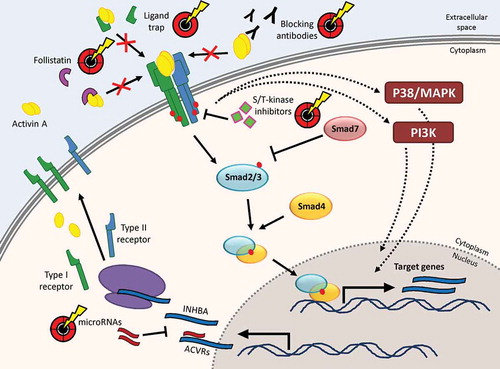 Figure 1. Expression and signaling mechanisms of activin A and intervention points for targeting approaches. The synthesis of activin subunits and activin receptors, the regulation of activin receptor binding at the plasma membrane as well as activin A-induced signaling routes via Smad-dependent and Smad-independent pathways. Intervention points that have been used for targeting activin A signaling in preclinical models or clinical trials are highlighted