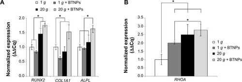 Figure 5 Quantification of transcribed genes.Notes: *P<0.05. Analysis of osteogenesis-marker genes in differentiating cells 48 hours after treatment: runt-related transcription factor 2 (RUNX2), type I collagen alpha-1 (COL1A1), and alkaline phosphatase (ALPL) (A). mRNA quantification of Ras homolog family member A (RHOA) in proliferating cells immediately after stimulation (B).Abbreviation: BTNPs, barium titanate nanoparticles.