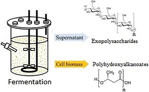 Figure 6. Production of exopolysaccharide and PHA from fermentation.