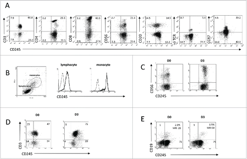 Figure 2. Myosin 18A/CD245 expression at the cell surface of peripheral blood mononuclear cells is constitutive and increased by activation. (A) PBMC from healthy donors were isolated and subjected to flow cytometry analysis using anti-CD245 DY12 mAb plus PE-coupled goat anti-mouse IgG antibodies and fluorochrome-conjugated, anti-CD3, -CD4, -CD8, -CD20, -CD56, -γδ TCR, or -CCR7 mAbs. (B) Flow cytometry analysis of CD245 expression on the lymphocytes and monocytes gates was assessed using DY12 mAb as in (A) Representative results from one experiment out of two are shown. (C–E) PBMC were stimulated for 72 h with IL-2 (100 IU/mL) (C), immobilized anti-CD3 mAb (D) or soluble anti-IgM antibodies (E) Expression of CD245/myosin 18A on NK, T and B cells was assessed using DY12 mAb as described in (A) and anti-CD56 (C), -CD3 (D) or CD19 (E) mAb, respectively. For each type of activation, representative results from one experiment out of two are shown.