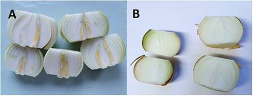 Figure 1. Examples of bulbs deemed to be sprouting (A) and not yet sprouting (B).
