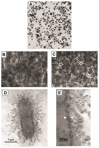 Figure 2 Transmission electron microscope images of silver nanoparticles used (A). Scanning electron microscope image of Escherichia coli control group (B) and E. coli exposed to 50 μg/mL of silver nanoparticles in lysogeny broth medium for 4 hours (C). Transmission electron microscope image of E. coli exposed to 50 μg/mL of silver nanoparticles in lysogeny broth medium for 1 hour at low magnification (D) and high magnification (E). Reprinted from Journal of Colloid and Interface Science, 275(1). Sondi I, Salopek-Sondi B. Silver nanoparticles as antimicrobial agent: a case study on E. coli as a model for Gram-negative bacteria. 177–182. Copyright © (2004), with permission from Elsevier.Citation3