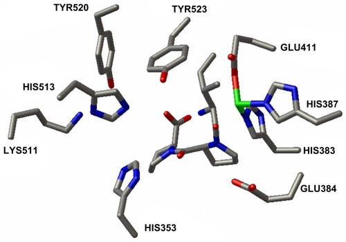 Figure 5 Tripeptide IPP in active site of ACE-1.
