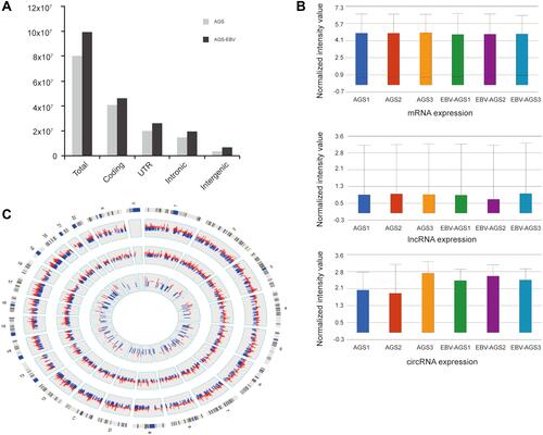 Figure 1 Overview of RNA-seq data. (A) The majority of reads were mapped to Coding, UTR, Intronic, and Intergenic region. (B) The box plot is a convenient way to compare the distributions of expression values for AGS-EBV and AGS after normalization. (C) Compared with AGS, all AGS-EBV transcripts are presented based on their expression value (FPKM) by mapping them to the chromosomal location. Red: up-regulation; blue: down-regulation; inner circle: circRNA; middle circle: lncRNA; outer circle: mRNA.