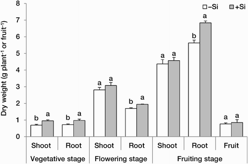 Figure 1. Shoot and root dry weight (g plant−1) at three developmental stages and fruit dry weight (g fruit−1) at the full-red stage in strawberry (F. × ananassa) plants grown in the absence (–Si) or presence (+Si) of silicon (as Na2SiO4) under greenhouse conditions. Data are mean ± standard deviation (n = 4). Bars indicated by the same letter are not statistically different (t-test, P < .05).