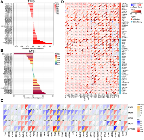 Figure 11 Association between CD276 expression levels and tumor mutation burden (TMB) (A), microsatellite instability (MSI) (B), mismatch repair (MMR) (C) and immune checkpoints (D) across cancers (*p < 0.05, **p < 0.01, ***p < 0.001).