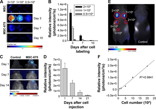 Figure 2 Detection limit and duration of MSC-675 in vitro and in vivo.Notes: (A, B) Serial dilutions of MSC-675 were seeded in 96-well plates at 3, 7, and 10 days after labeling and subculture. Fluorescent images (A) and the NIR signal intensity (B) were obtained using the Maestro Imaging System. Three independent experiments were performed in duplicate. (C, D) In vivo survival of MSC-675 (2×105 cells) were measured by the fluorescent signal intensity at various times after intracranial injection of mice (n=3/group). Fluorescent images (C) and the NIR signal intensity (D) were obtained. (E, F) MSC-675 cells were injected into the skin of the mouse (E), and the signal intensity (F) was measured to determine the sensitivity of the in vivo detection of cells. Cell doses in the range of 1–20×104 MSC-675 were injected. A control animal was injected with PBS alone (n=3/group).Abbreviations: MSCs, mesenchymal stem cells; MSC-675, NIR675 labeled MSCs; NIR675, NEO-LIVE™-Magnoxide 675 nanoparticles; NIR, near-infrared; PBS, phosphate-buffered saline.