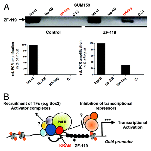 Figure 4. KRAB-ZF-119 binds the endogenous Oct4 promoter and upregulates transcription. (A) Chromatin immunoprecipitation (ChIP) to detect the binding of ZF-119 to its target site in SUM159 cells. An anti-HA antibody was used to capture the ZF-119 bound to its genomic target DNA from control-transduced cancer cells and cells transduced with ZF-119. A quantification of the ChIP assay by densitometric analyses of the bands from the same gel is outlined below. Data was normalized to the input signal. (B) Schematic representation of a proposed transcriptional activation model in the Oct4 gene promoter mediated by KRAB domain. After KRAB-ZF-119 binds to the Oct4 gene promoter, the KRAB domain could recruit and/or facilitate the recruitment of a constellation of transcriptional activating factors including Sox2, facilitating their access and binding to the Oct4 promoter; alternatively the KRAB or KRAB-associated factors could inhibit a transcriptional repressor complex in the proximal promoter resulting in transcriptional activation of the gene promoter.