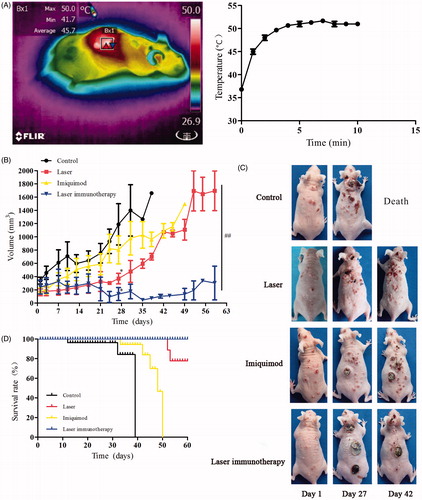 Figure 6. Anti-tumour effect of laser immunotherapy in treating cutaneous squamous cell carcinoma (cSCC) in SKH-1 mice. (A) Temperature in tumour tissue during laser irradiation. Left: Thermographic image showing the temperature of the tumour in one mouse with 808-nm laser illumination. Right: The heat curve of the tumours with 808-nm laser illumination. (B) Tumour volume changes in different treatment groups. Statistical analysis for tumour volume changes was performed by t-test (day 27: Laser, or laser immunotherapy group vs. control group,*p < 0.05; day 60: Laser immunotherapy group vs. laser group, ##p < 0.01). (C) Representative photographs of mice at different times (day 1, 27, and 42). (D) Survival rates of cSCC tumour bearing mice in different treatment groups.