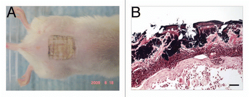 Figure 2 (A) Wound morphology at day 4 post-infection of a representative mouse wound. (B) A Gram-stained section of a mouse skin abrasion specimen showing the biofilms formed by Gram-positive MRSA near the skin surface. Dark blue area: biofilms of MRSA. The mouse skin abrasion specimen was harvested at day 3 post-infection.