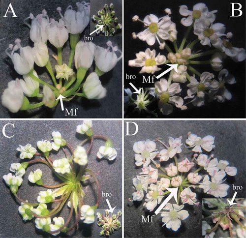 Figure 3. The structure of umblets and bracteoles in (A) B. Paucifolium, (B) E. cylindrica, (C) E. persica and (D) E. wolffii. Abbreviations: bro = Bracteoles, Mf = Male flower.