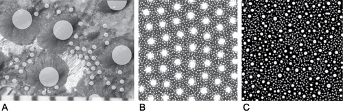FIGURE 7. Approximation of the dermal shagreen of Tribodus limae patterning through simulation of a coupled reaction-diffusion (R-D) system with both Brusselator and Gierer-Meinhardti (G-M) kinetics. A, dermal denticles of Tribodus limae, AMNH FF13959, with crown areas highlighted to distinguish positional spacing from individual denticle morphology. B, Brusselator R-D equilibrium patterns of one activator morphogen, with model coefficients defined in text, showing distributional differences in activator expression level (black equals 0, white equals 5; arbitrary units). C, G-M R-D equilibrium pattern of one activator morphogen, with model coefficients defined in text, showing differences from Brusselator kinetics and distributional differences in both clustering of two size classes and in activator expression level (black equals 0, white equals 5; arbitrary units).