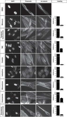 Figure 6 Staining of GBM cells with DAPI, phalloidin, and antiacetylated tubulin antibody after 2 days treatment with DMSO or different compounds.