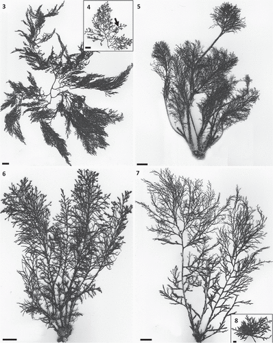 Figs 3–8. Habit of species of Cystoseira 1 (= Cystoseira sensu stricto) from the Canary Islands. Figs 3, 4. Cystoseira sp. (= C. aurantia) (TFC Phyc 15276). Fig. 3. Habit. Fig. 4. Detail of last order branches, with conspicuous aerocysts (arrows). Fig. 5. Cystoseira foeniculacea (TFC Phyc 15266). Fig. 6. Cystoseira humilis (TFC Phyc 15267). Fig. 7. Cystoseira compressa (TFC Phyc 15263). Spring-summer morphotype. Fig. 8. Cystoseira compressa (TFC Phyc 15291). Rosette morphotype. Note the caespitose habit of all species. All scale bars: 1 cm.