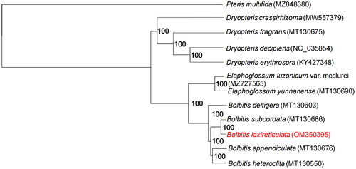 Figure 3. Maximum-likelihood phylogeny of B. laxireticulata and related taxa based on 12 complete chloroplast genomes. The maximum-likelihood bootstrap support values are along the branches.