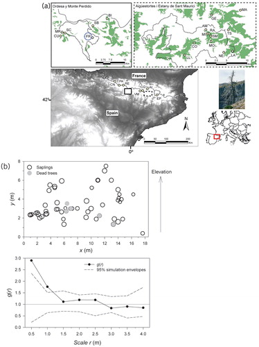 FIGURE 2. (a) Sampled Mountain pine stands in the Spanish Pyrenees (patches indicate the presence of Mountain pine) considering their distribution in two national parks (“Ordesa y Monte Perdido”, “Aigüestortes i Estany de Sant Maurici”) including the study site (Foratarruego, abbreviated as FR), and view of a dead Mountain pine (right inset). (b) Spatial pattern of Mountain pine recruits (circle size is proportional to age0.5) and standing dead trees with the corresponding point pattern analysis of saplings (observed pair-correlation function g(r) and 95% simulation envelopes obtained at different spatial scales). The latitude and longitude of study Mountain pine stands are shown in Table 1.