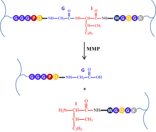 Figure 5 The example of specific MMPs-dependent crosslinker cleavage.