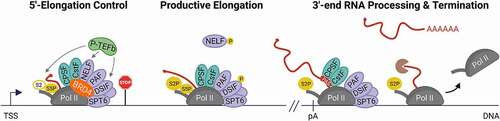 Figure 4. Emerging direct functions of BRD4 in Pol II transcription elongation control. BRD4 helps to assemble a functional Pol II elongation complex and recruits 3’-end RNA processing factors (CPSF, CstF) during a general 5’-elongation control point to allow productive elongation and proper RNA processing at the 3’-end of genes. The scheme also includes the SPT5 (DSIF) phosphorylation cycle [Citation131–133]. Although elongation factors can contact the Pol II CTD and nascent RNA they are shown at a different location for clarity. Although NELF and PAF cannot bind to Pol II at the same time in vitro [Citation9], the model depicts both factors to illustrate that they interact with BRD4 and are present at the promoter-proximal region of genes in cells [Citation114,Citation134–144]. Despite accumulating evidence that BRD4 binds to acetylated chromatin (Figure 1) it is not shown for clarity. The color code for nascent RNA, DNA and phosphorylations is as in Figure 1. The Pol II CTD and P-TEFb phosphorylation targets are indicated as in Figure 1. The torpedo termination factor XRN2 is shown as a brown pac-man. TSS: transcription start site; S2: Serine 2 residue of the CTD; S5P: phosphorylated serine 5 residue of CTD, S2P: phosphorylated serine 2 residue of the CTD; P: phosphorylation; pA: polyadenylation site; PAS: polyadenylation signal.