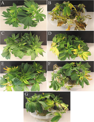 Fig. 2 The appearance of symptoms on cannabis stem cuttings following treatment with five biological control agents applied 48-hr prior to inoculation with F. oxysporum. Photos were taken 14 days after pathogen inoculation. (A) Non-inoculated control. Some yellowing of leaves can be seen due to senescence. (B) Fusarium inoculated cuttings showing mycelial growth on stems and necrosis and yellowing and death of some cuttings. (C) Lalstop treatment appears similar to the non-inoculated control shown in (A). (D) Rootshield treatment showing some yellowing of the foliage due to Fusarium. (E) Asperello treatment showing some yellowing of leaves. (F) Stargus treatment showing yellowing, necrosis and mycelial growth of the pathogen. (G) Rhapsody treatment showing necrosis and extensive mycelial growth.