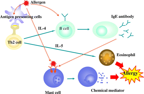 Figure 2. Pathogenesis of allergy.