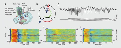 Figure 7. Closed-loop interaction in the thalamocortical loop, (a) Experimental setup. Optic fiber is placed into the reticular nucleus of thalamus in a FValb-IRES-Cre:Ai32 double transgenic mouse to induce spike-wave seizure-like pattern; shown in (c). Blue LEDs (squares) placed epidurally at two positions in each hemisphere, (b). Schematic of the reverberation in the thalamocortical loop. Neurons of the thalamus: reticular nucleus cells (RT), thalamocortical projection neurons TC). Neurons of the cortex: pyramidal cells (Py) and inhibitory interneurons (int). (d) Light stimulation of the pan/albumin RT neurons alone induces spike-waves, whereas light stimulation of cortical pan/albumin interneurons alone induces rebound excitation in cortical pyramidal cells (Py). Combined and phase shifted stimulation of RT and cortex attenuates the induced spike-wave activity. Reproduced from ref 252: Berenyi A, Belluscio M, Mao D, Buzsaki G. Closed-loop control of epilepsy by transcranial electrical stimulation. Science. 2012;337:735-737. Copyright ©American Association for the Advancement of Science 2012